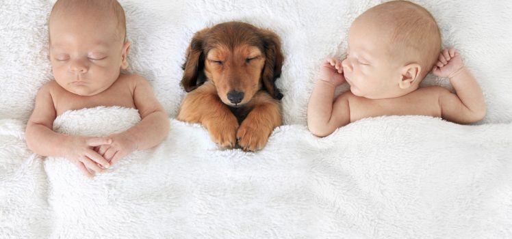 Somfy® Security Kamera: Alernative 1