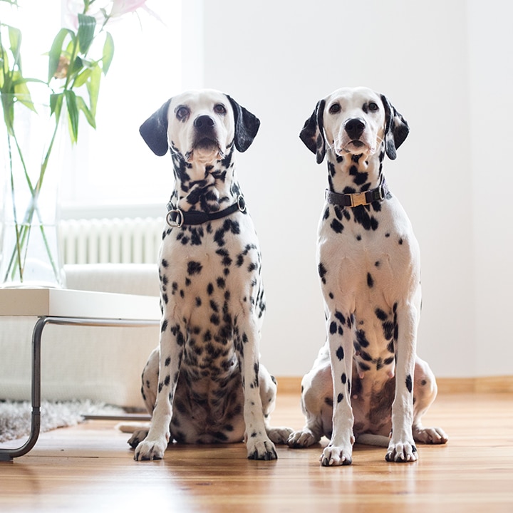 Somfy® Security Kamera: Alternative 2